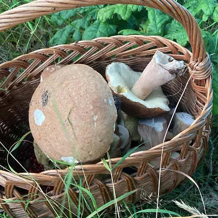 Jelenczowka Alte Dorfschule * Parchowo