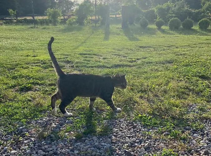 Jelenczowka Alte Dorfschule Parchowo