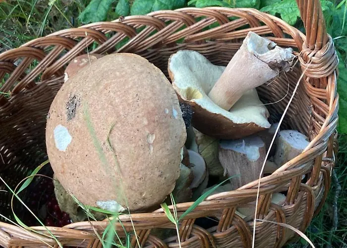 Jelenczowka Alte Dorfschule * Parchowo